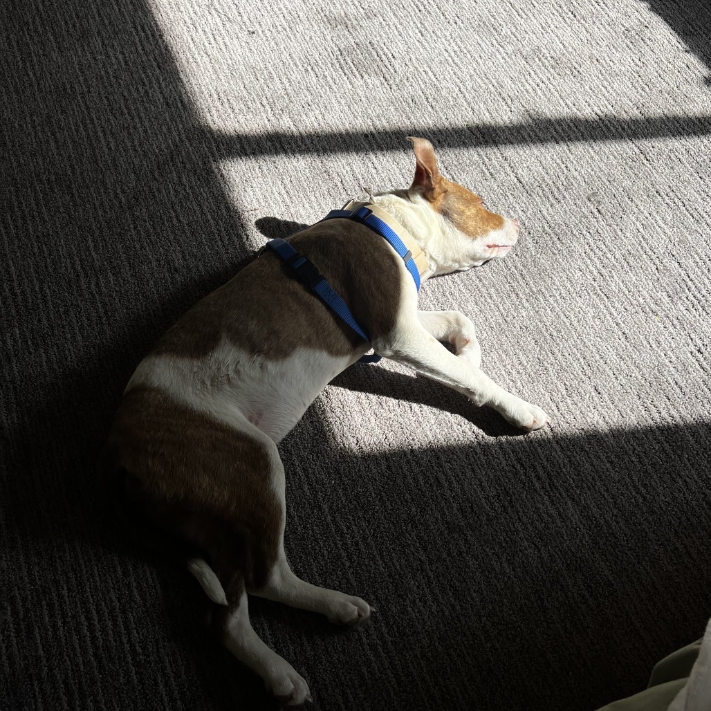 Tundra, an adoptable Cattle Dog in Fort Collins, CO, 80526 | Photo Image 5