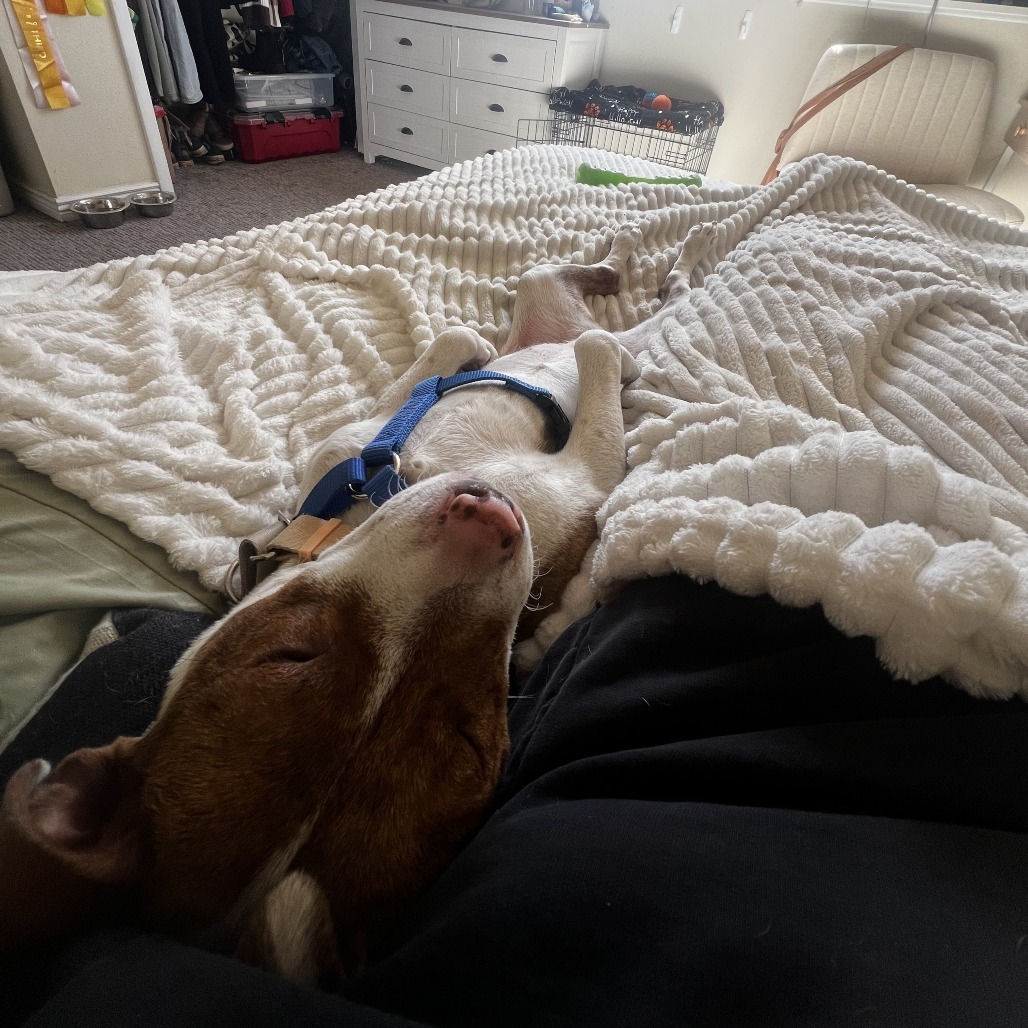 Tundra, an adoptable Cattle Dog in Fort Collins, CO, 80526 | Photo Image 6