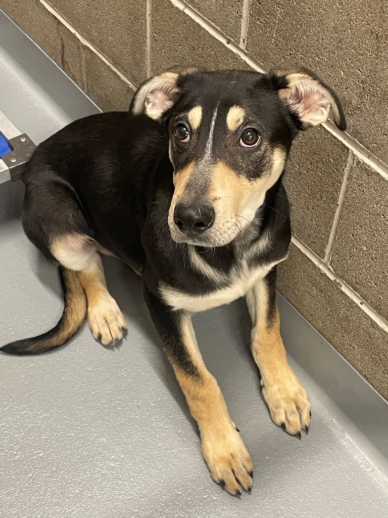 Koda