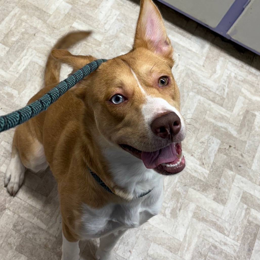 Stella, an adoptable Husky, Mixed Breed in Mount Shasta, CA, 96067 | Photo Image 2