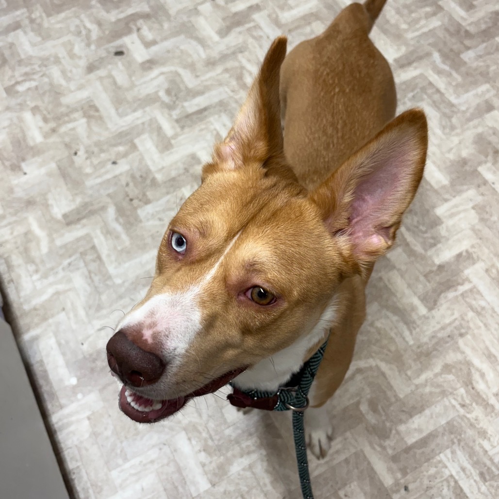 Stella, an adoptable Husky, Mixed Breed in Mount Shasta, CA, 96067 | Photo Image 3