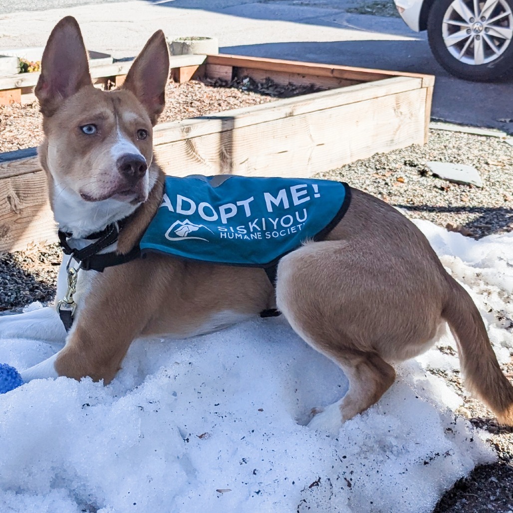 Stella, an adoptable Husky, Mixed Breed in Mount Shasta, CA, 96067 | Photo Image 4