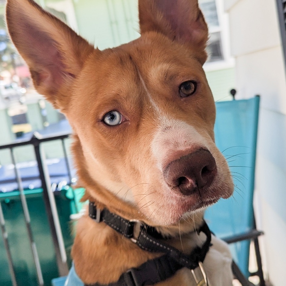 Stella, an adoptable Husky, Mixed Breed in Mount Shasta, CA, 96067 | Photo Image 5