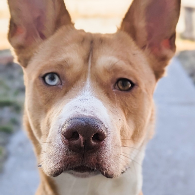 Stella, an adoptable Husky, Mixed Breed in Mount Shasta, CA, 96067 | Photo Image 6