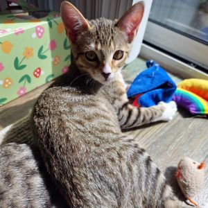 Artemis is a brown tabby with adorable foxy facial features The most independen