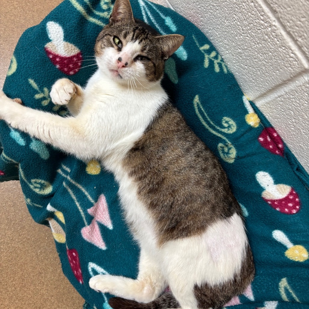 Rufio, an adoptable Domestic Short Hair in Corpus Christi, TX, 78415 | Photo Image 1