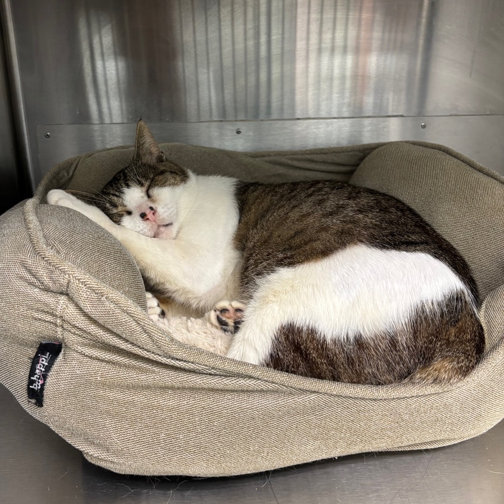 Rufio, an adoptable Domestic Short Hair in Corpus Christi, TX, 78415 | Photo Image 4