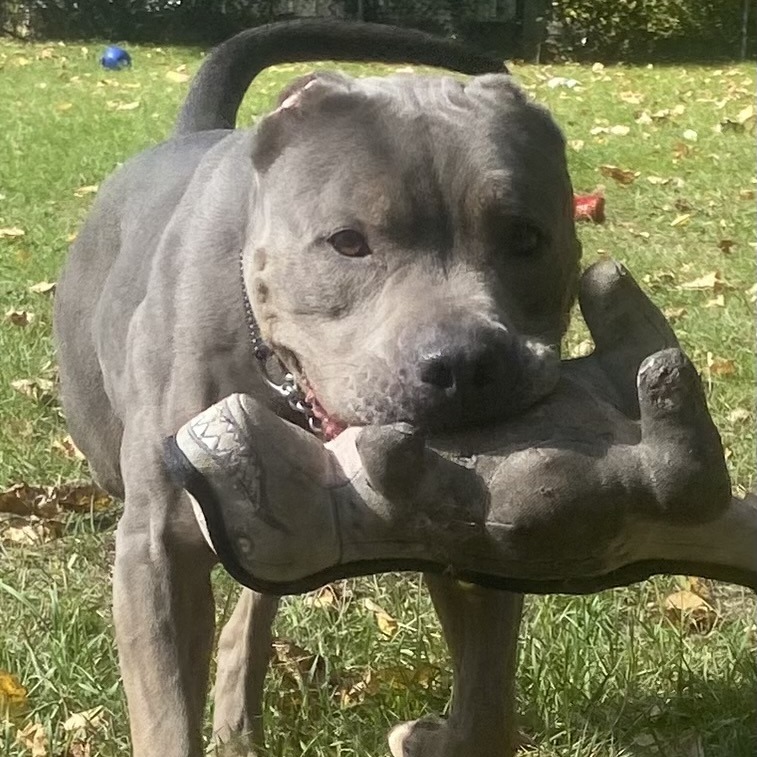 Flora, an adoptable Pit Bull Terrier in Standish, MI, 48658 | Photo Image 1