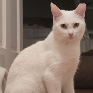 Meet The Snows Snow White  Jon Snow - A Bonded Pair of Love Bugs Looking for double the love