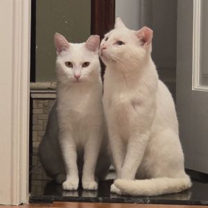 Meet The Snows Snow White  Jon Snow - A Bonded Pair of Love Bugs Looking for double the love