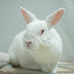 Griffin, Adult Male Britannia Petite