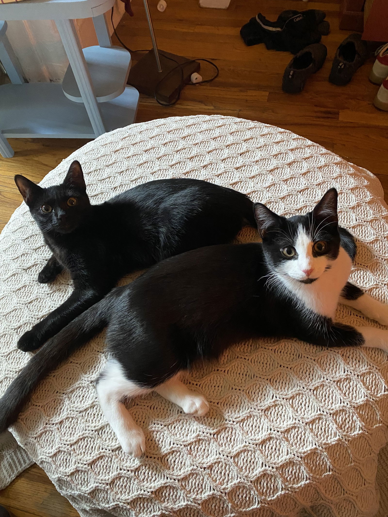 Allegra and Forte
