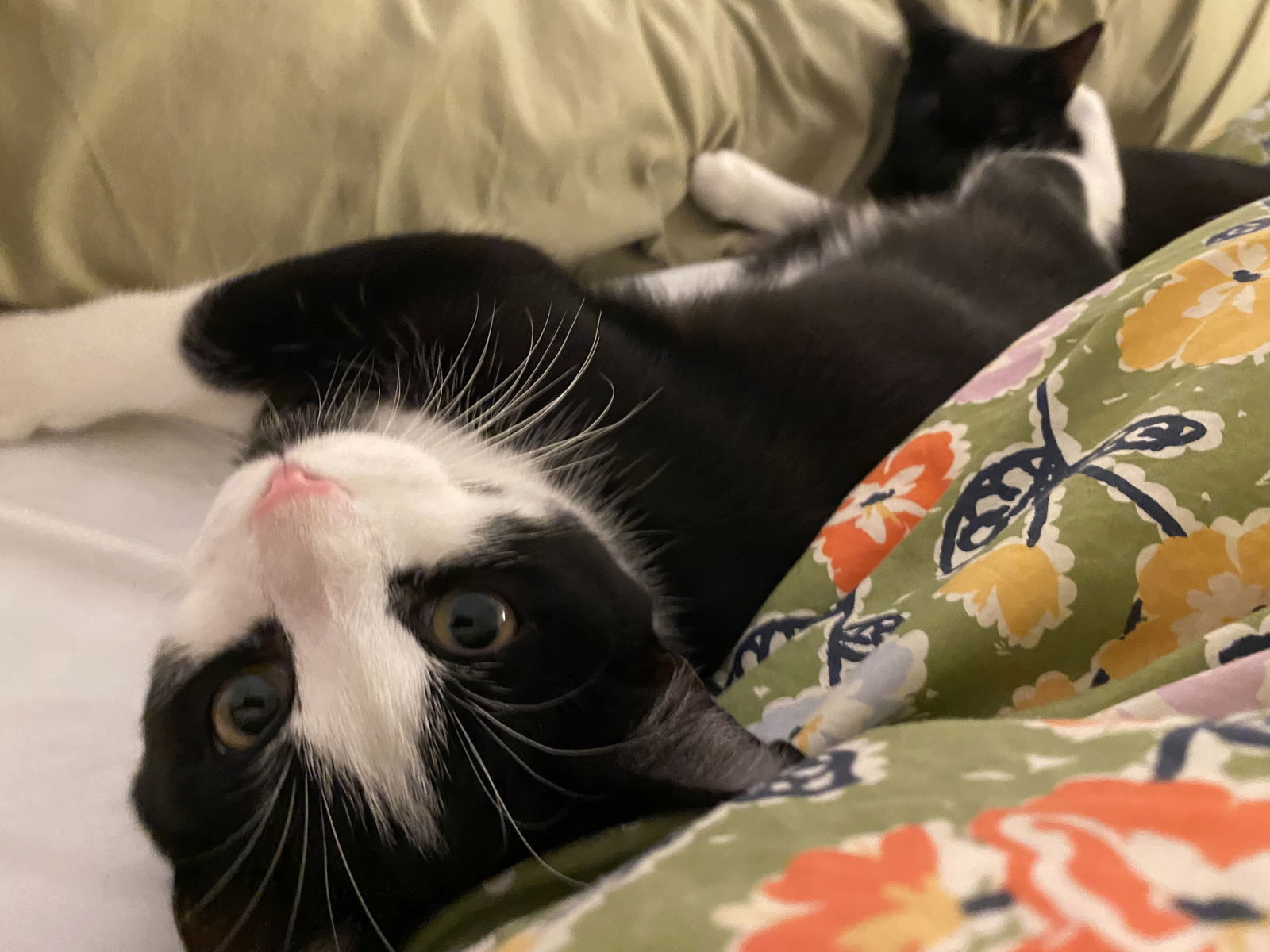 Allegra and Forte