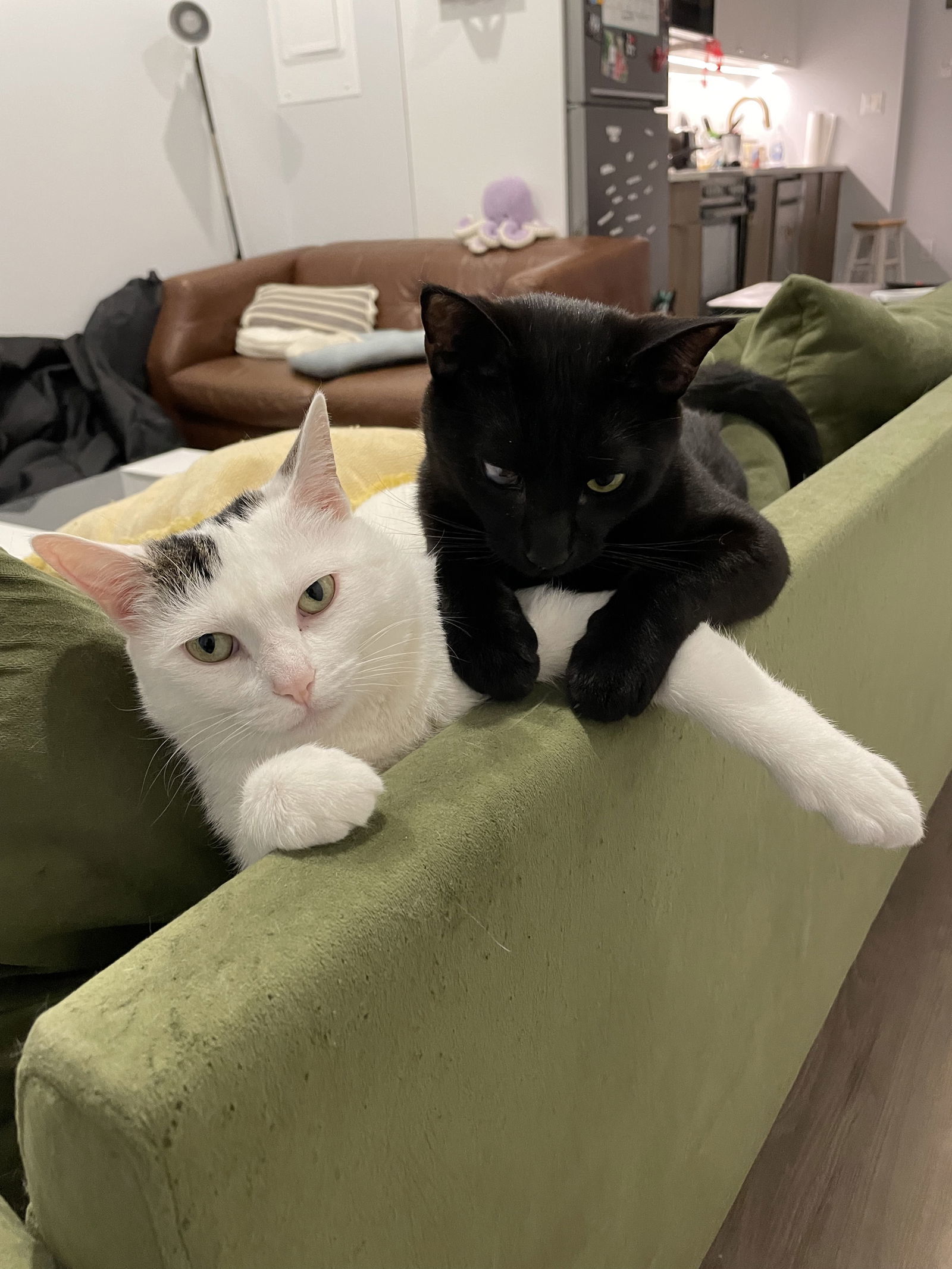 Simon and Cuddles