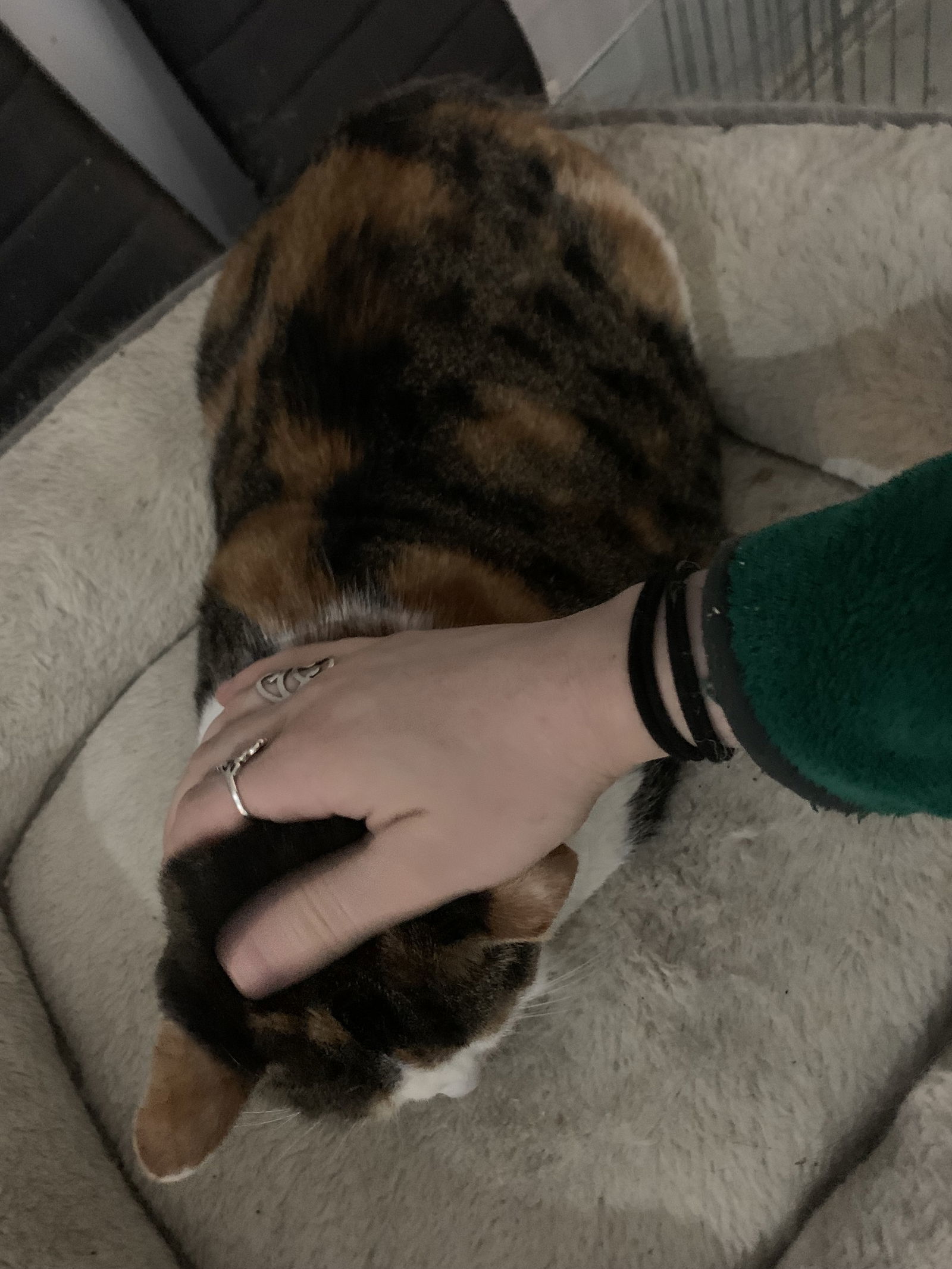 Miss Bean