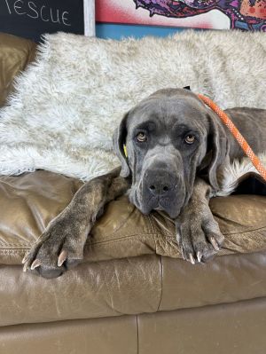 Molly, Young Female Cane Corso