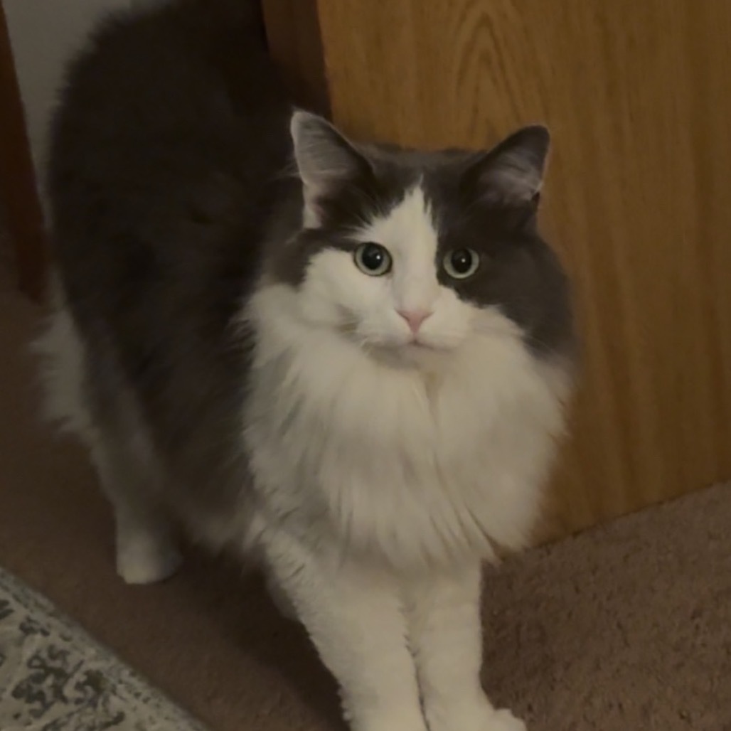 Luna R