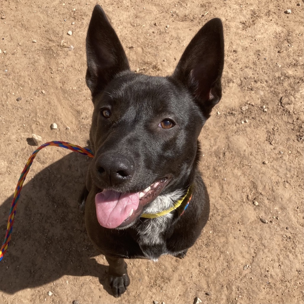 Zippy, an adoptable Schipperke, Cattle Dog in Sand Springs, OK, 74063 | Photo Image 1