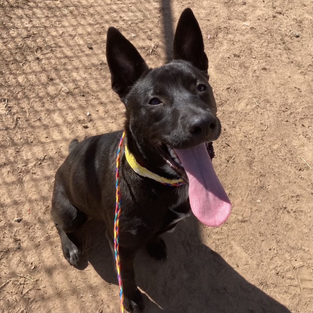 Zippy, an adoptable Schipperke, Cattle Dog in Sand Springs, OK, 74063 | Photo Image 2
