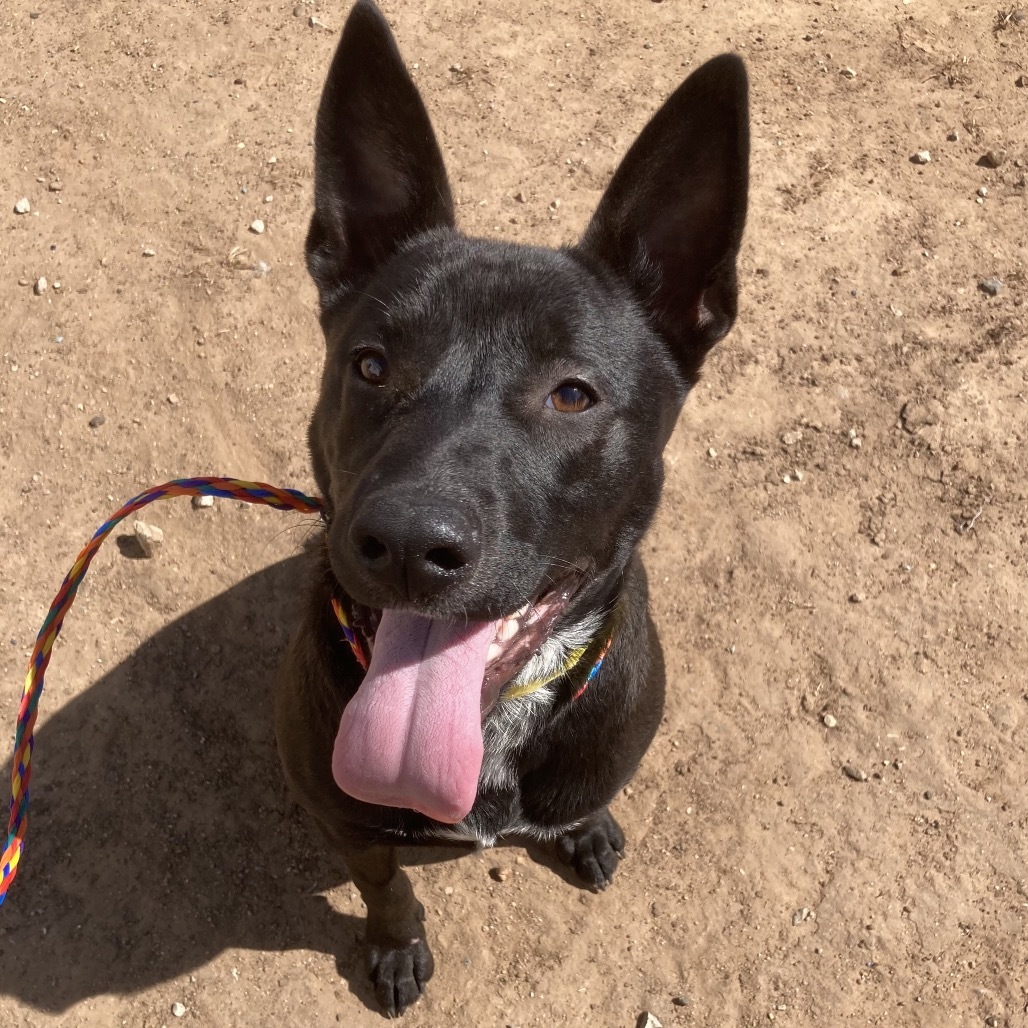 Zippy, an adoptable Schipperke, Cattle Dog in Sand Springs, OK, 74063 | Photo Image 3