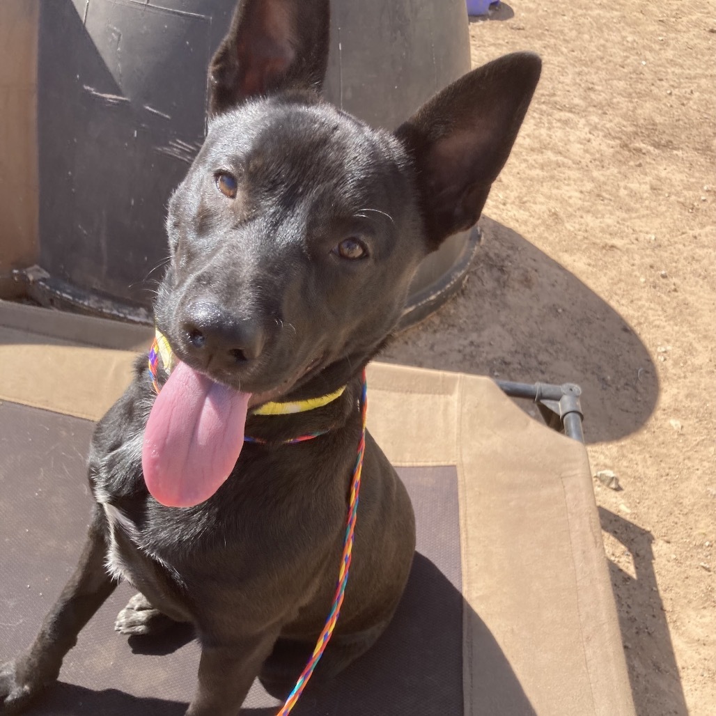 Zippy, an adoptable Schipperke, Cattle Dog in Sand Springs, OK, 74063 | Photo Image 4