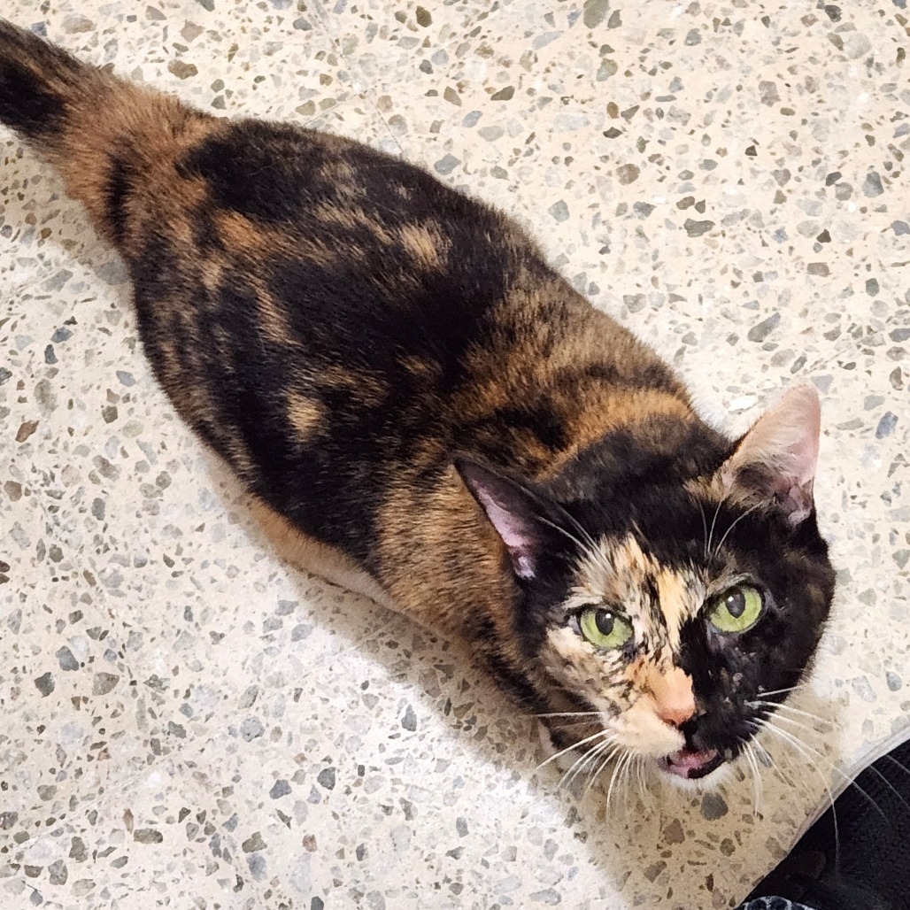 Piki, an adoptable Domestic Medium Hair in Guaynabo, PR, 00969 | Photo Image 1