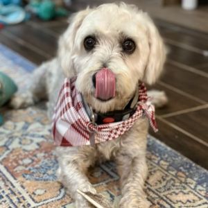 Tony Hawk is a fun-loving 4-year-old 20-pound poodle mix with a playful spirit and a heart full of 