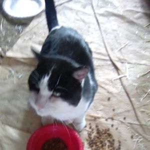 Potato, Adult Male Domestic Short Hair