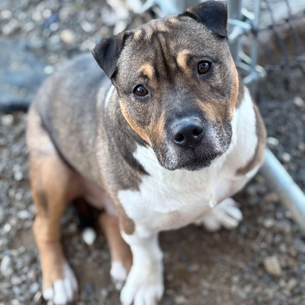 Kobe, an adoptable Pit Bull Terrier in Nampa, ID, 83686 | Photo Image 1
