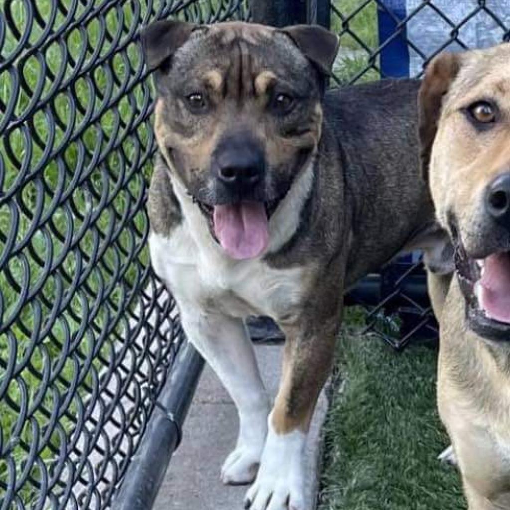 Kobe, an adoptable Pit Bull Terrier, Shar-Pei in Nampa, ID, 83686 | Photo Image 2