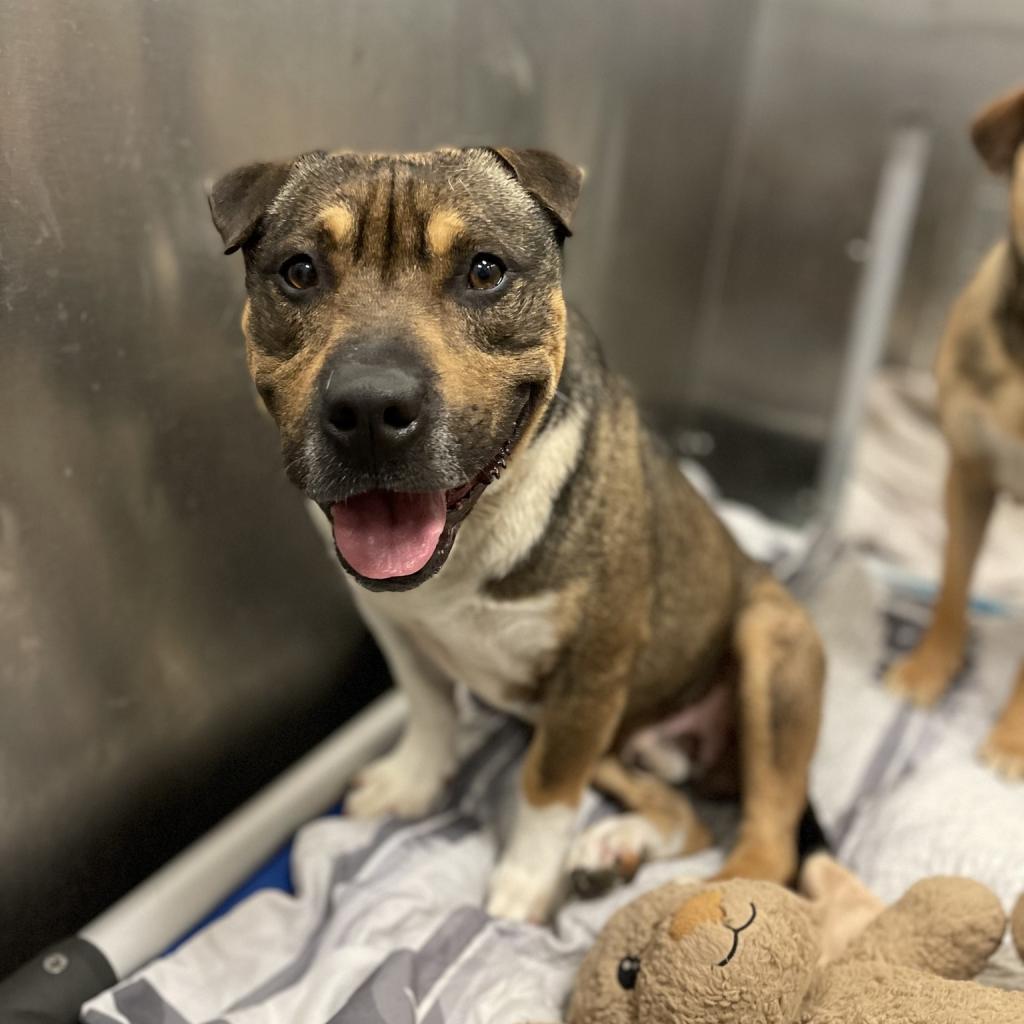 Kobe, an adoptable Pit Bull Terrier, Shar-Pei in Nampa, ID, 83686 | Photo Image 3
