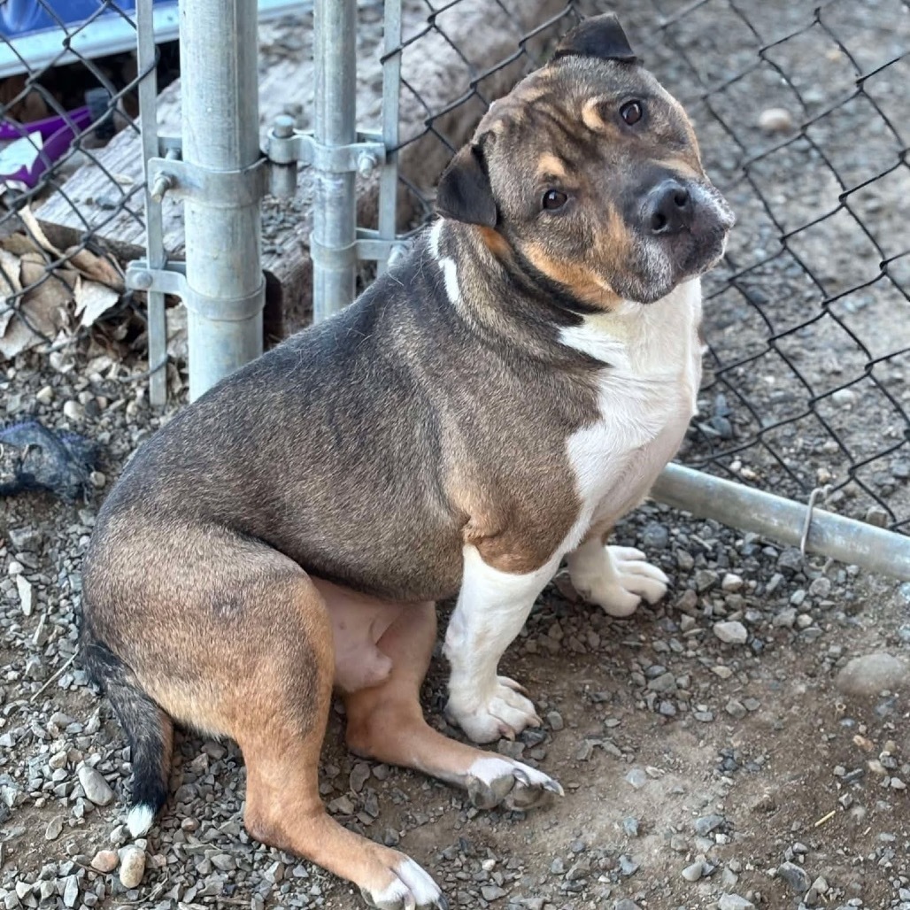 Kobe, an adoptable Pit Bull Terrier in Nampa, ID, 83686 | Photo Image 4