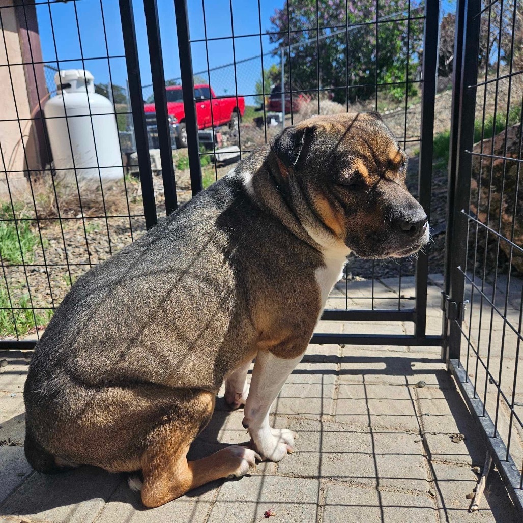 Kobe, an adoptable Pit Bull Terrier, Shar-Pei in Nampa, ID, 83686 | Photo Image 6