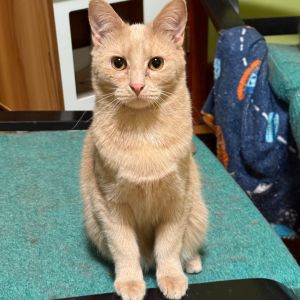 Dozer, Young Male Domestic Short Hair