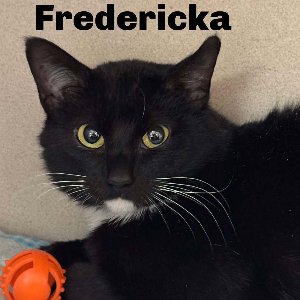 Fredericka 241010, an adoptable Domestic Short Hair in Escanaba, MI, 49829 | Photo Image 1