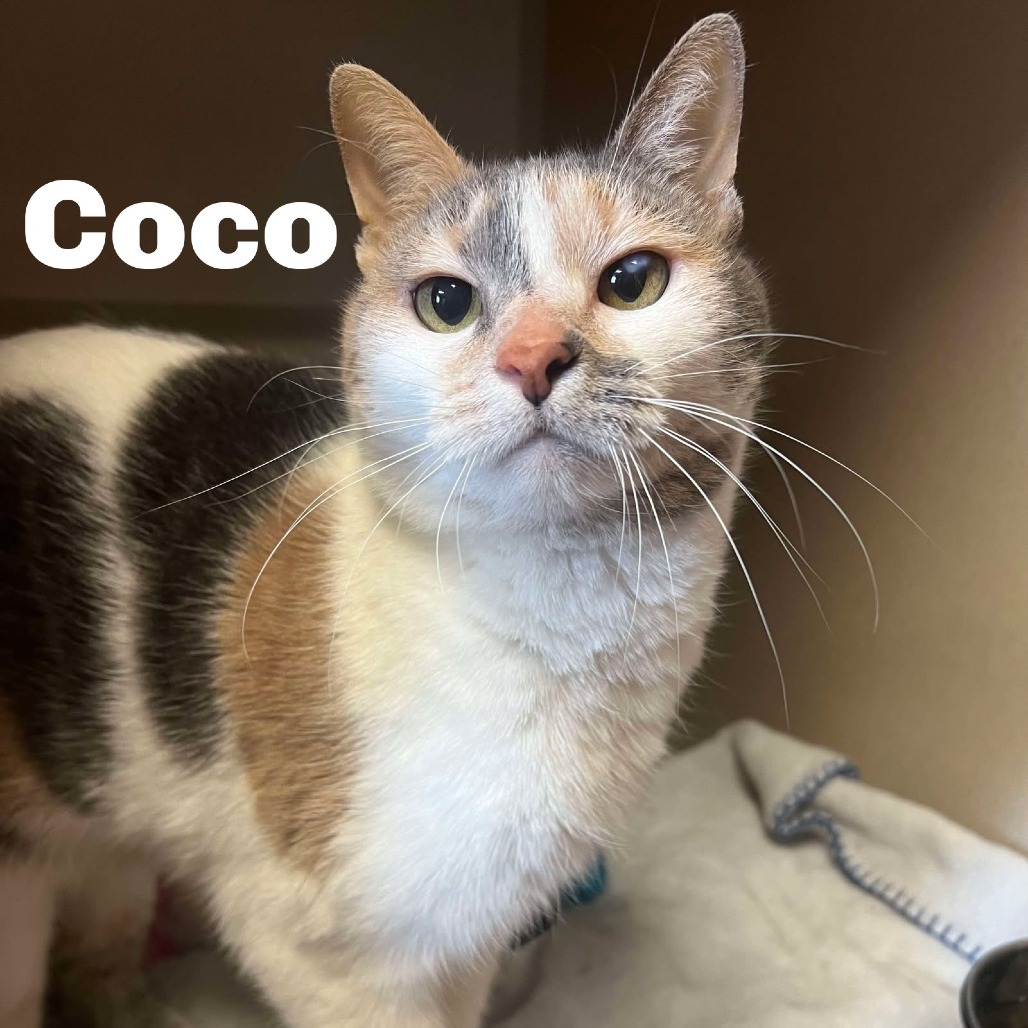 Coco 250083, an adoptable Domestic Short Hair in Escanaba, MI, 49829 | Photo Image 1