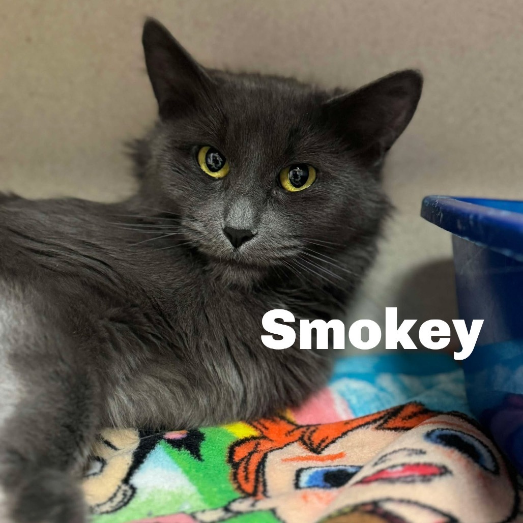 Smokey 250052, an adoptable Domestic Medium Hair in Escanaba, MI, 49829 | Photo Image 1