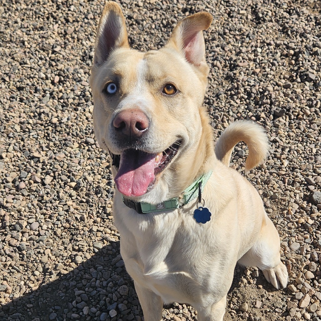 Bond, an adoptable Husky, Akita in Show Low, AZ, 85901 | Photo Image 3