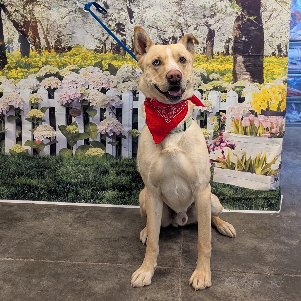 Bond, an adoptable Husky, Akita in Show Low, AZ, 85901 | Photo Image 4