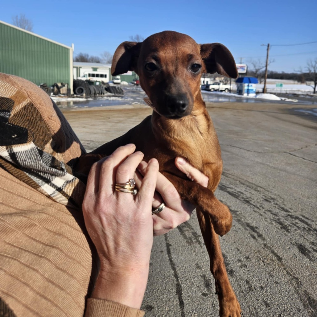 Maverick, an adoptable Miniature Pinscher in Cloquet, MN, 55720 | Photo Image 1