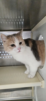 Callie, an adoptable Domestic Short Hair in Pendleton, OR, 97801 | Photo Image 1
