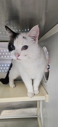 Apache, an adoptable Domestic Short Hair in Pendleton, OR, 97801 | Photo Image 1