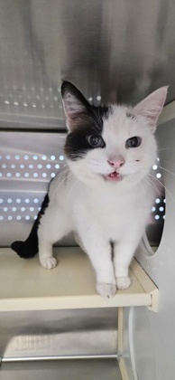 Apache, an adoptable Domestic Short Hair in Pendleton, OR, 97801 | Photo Image 2