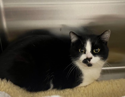 Fern, an adoptable Domestic Short Hair in Pendleton, OR, 97801 | Photo Image 1