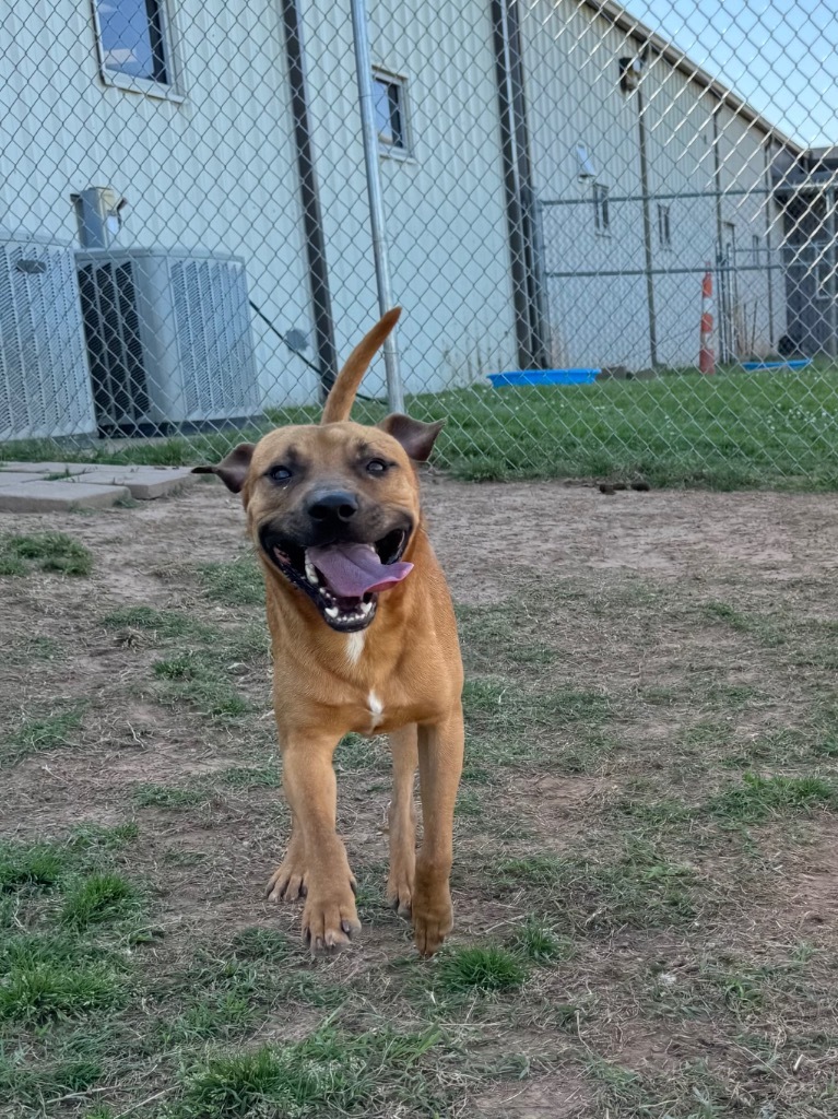 Canelo