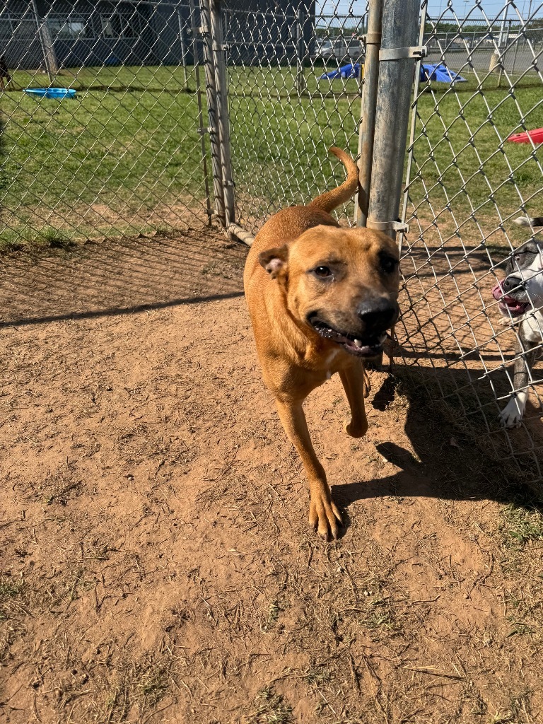 Canelo