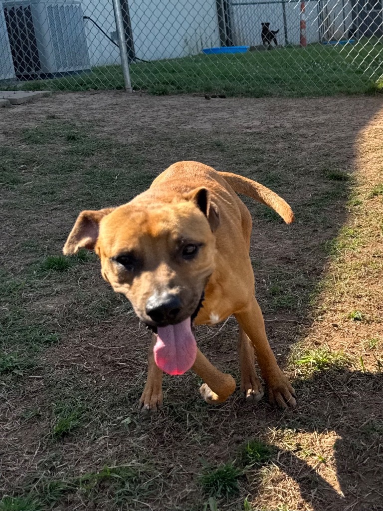 Canelo