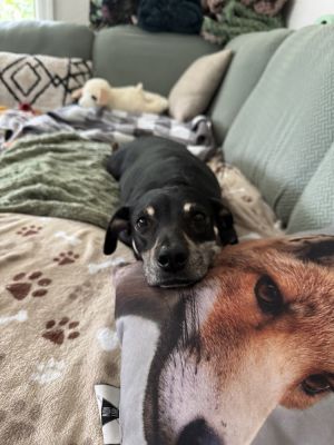 Luna, Adult Female Labrador Retriever