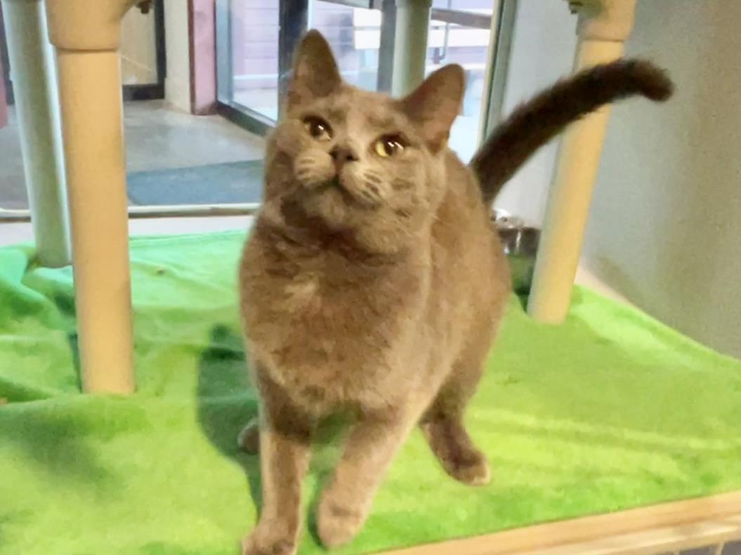 Cat for adoption - WINNIE, a Domestic Short Hair in Chapel Hill, NC ...