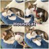 Housecat - Silo photo 1